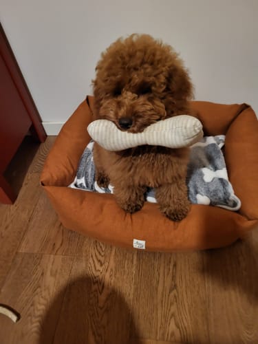 Customer photo review of Gioco Osso