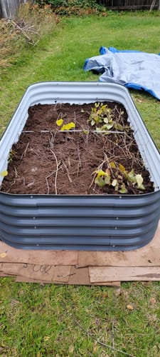 Customer photo review of Mind and Soil Garlic Kit