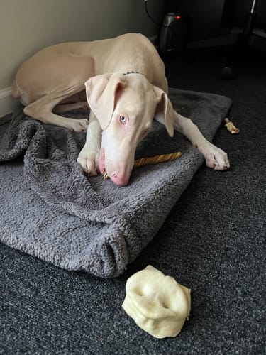 Customer photo review of 10" Tripe Twist Sticks