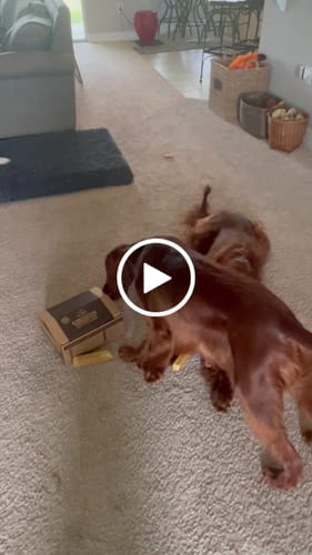 Customer video review of Extra Large Yak Milk Dog Chews