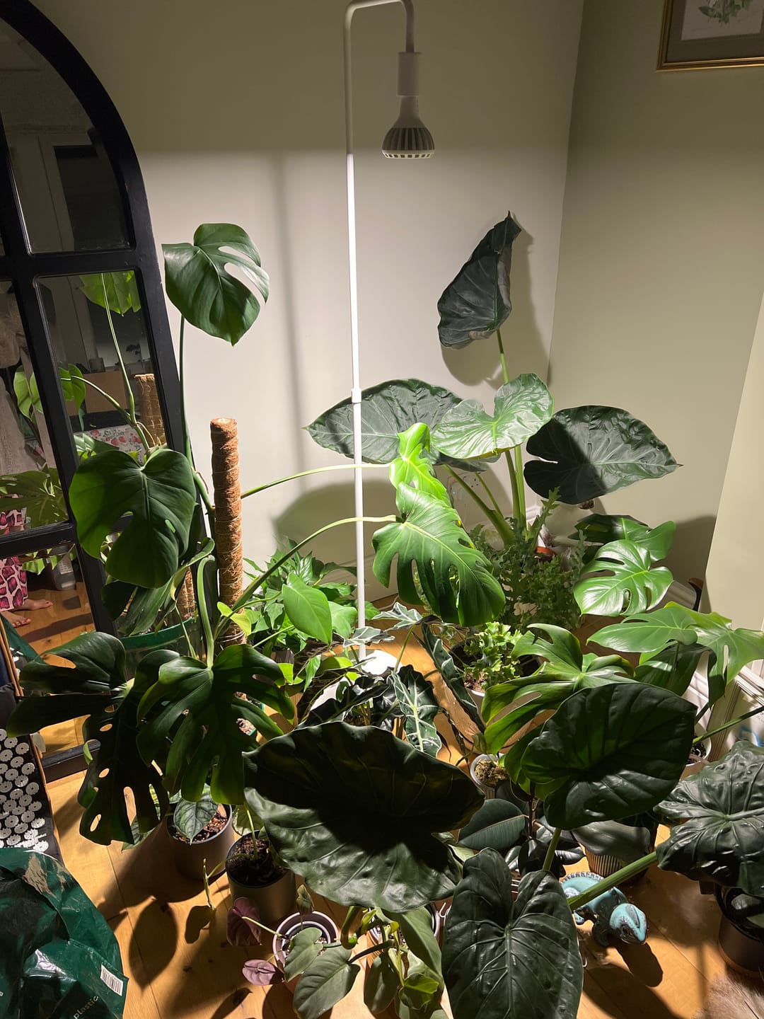 Customer photo review of Pianta Adjustable Floor Lamp
