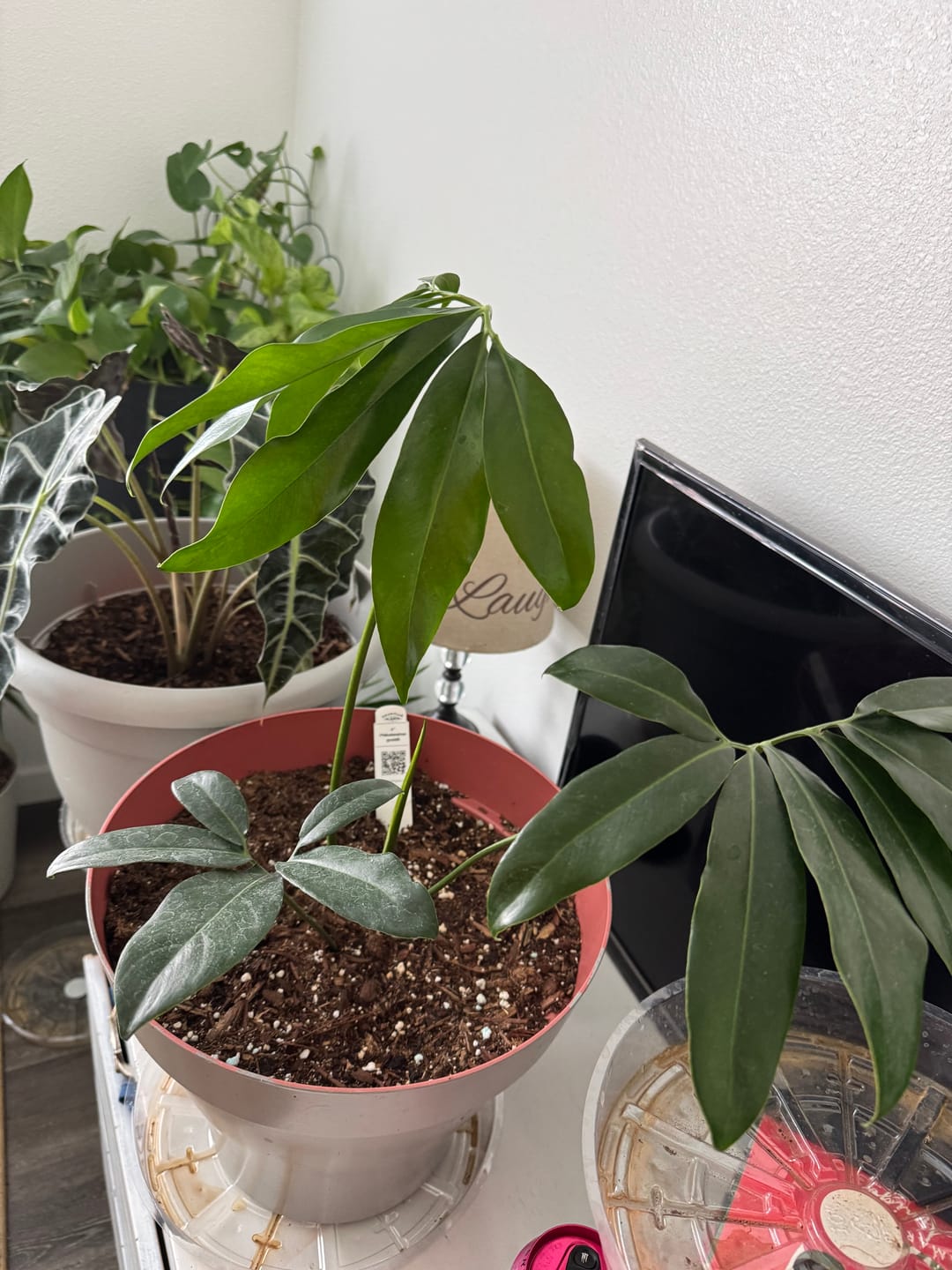 Customer photo review of Philodendron goeldii