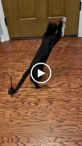 Customer video review of Interactive Bird Simulation Cat Toy Set