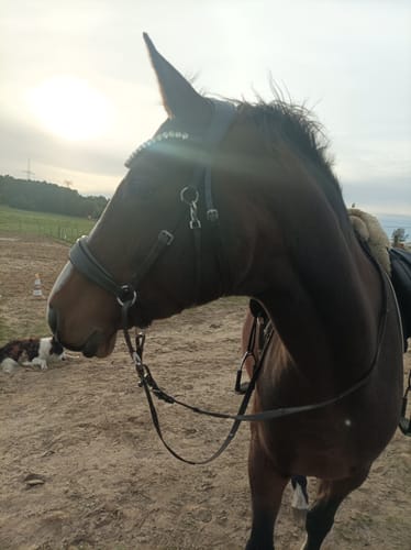 Customer photo review of CR Harmonybridle - gebisslose 3 in 1 Zäumung