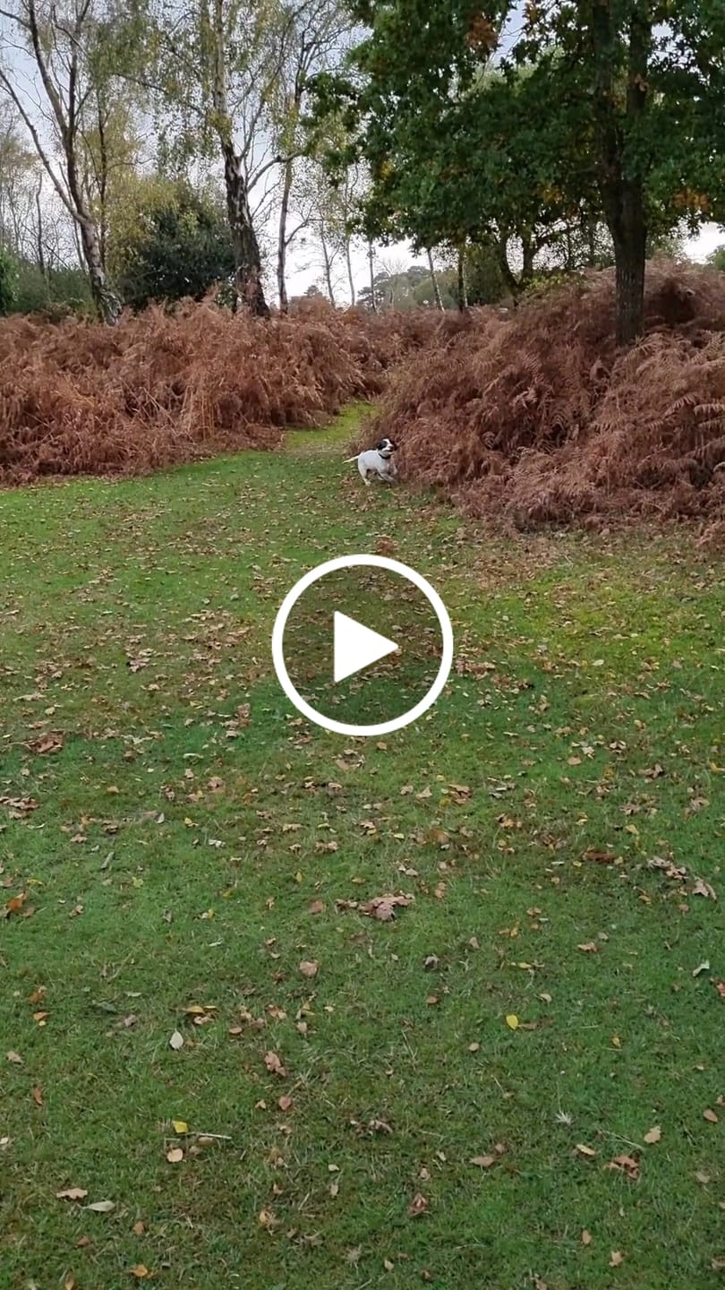 Customer video review of Luxury Dog Drying Bag