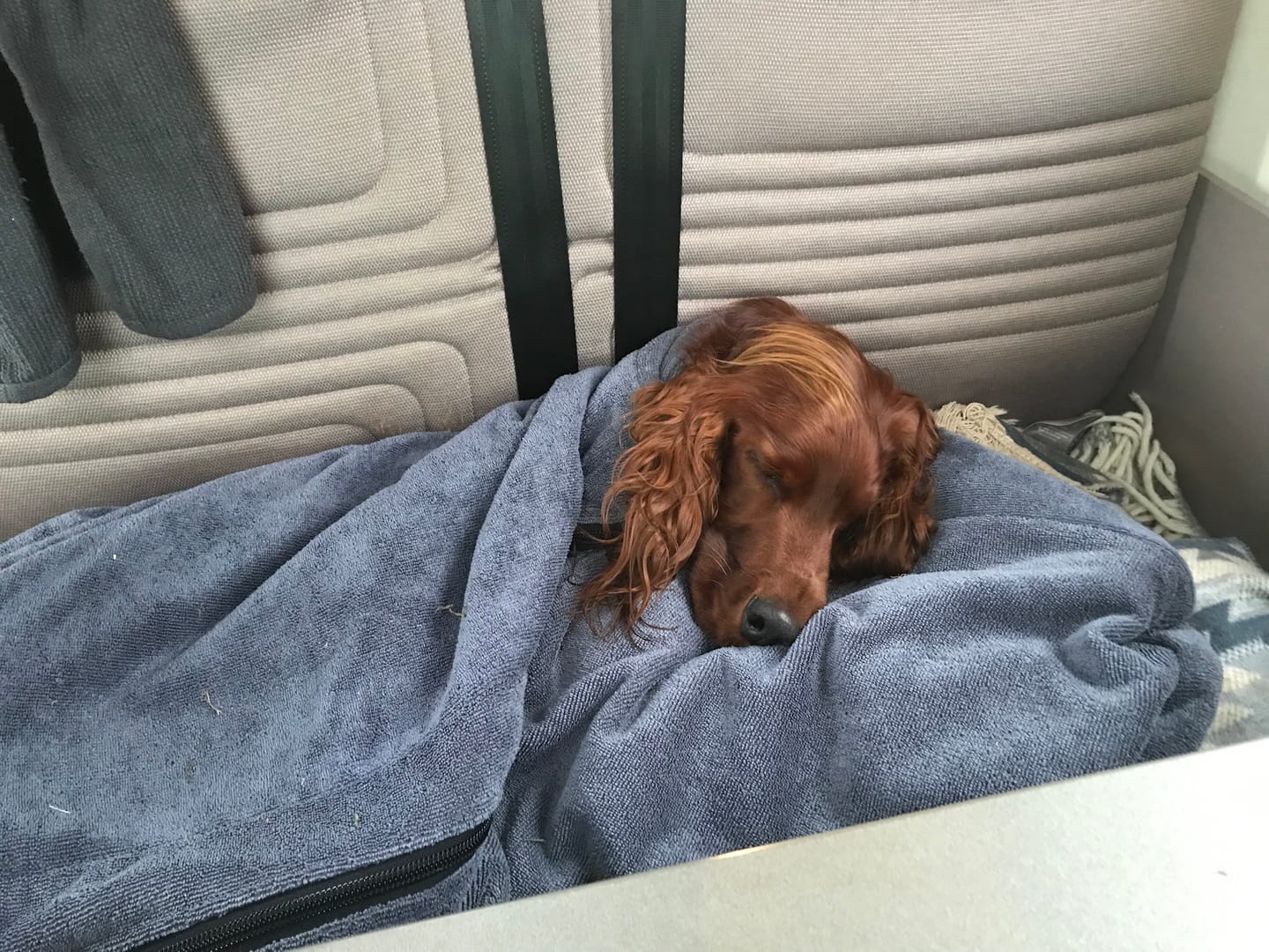 Customer photo review of Luxury Dog Drying Bag