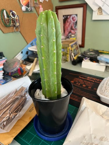 Customer photo review of San Pedro Cactus | Echinopsis (Trichocereus) pachanoi
