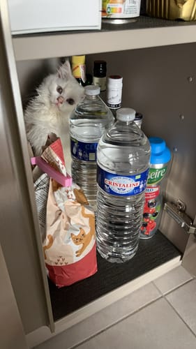 Avis photo d'un client sur Coffret Découverte Chaton - 1kg Croquettes + 8 Pâtées + 3 probiotiques