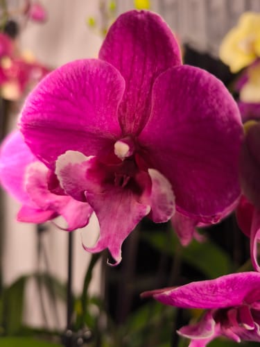 Customer photo review of Phalaenopsis Hybride Tying Shin Black Bear mit 2 Stielen