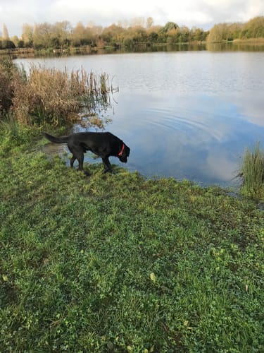 Customer photo review of Symply Fresh Chicken Large Breed Dog Food