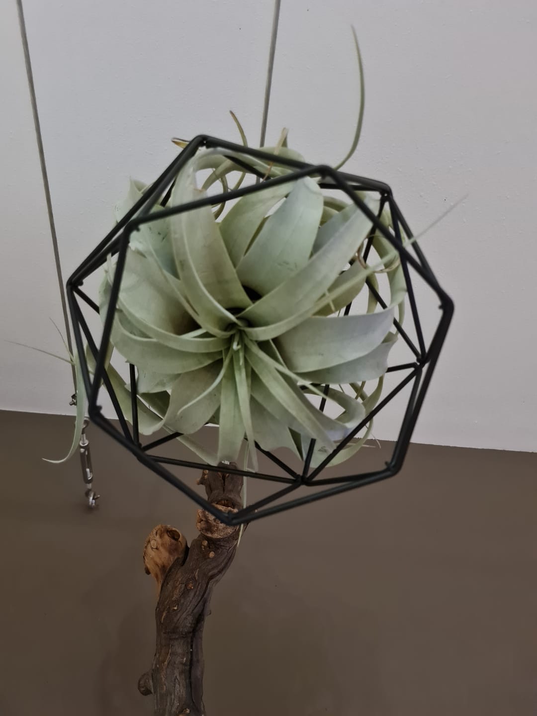 Customer photo review of Tillandsia xerographica
