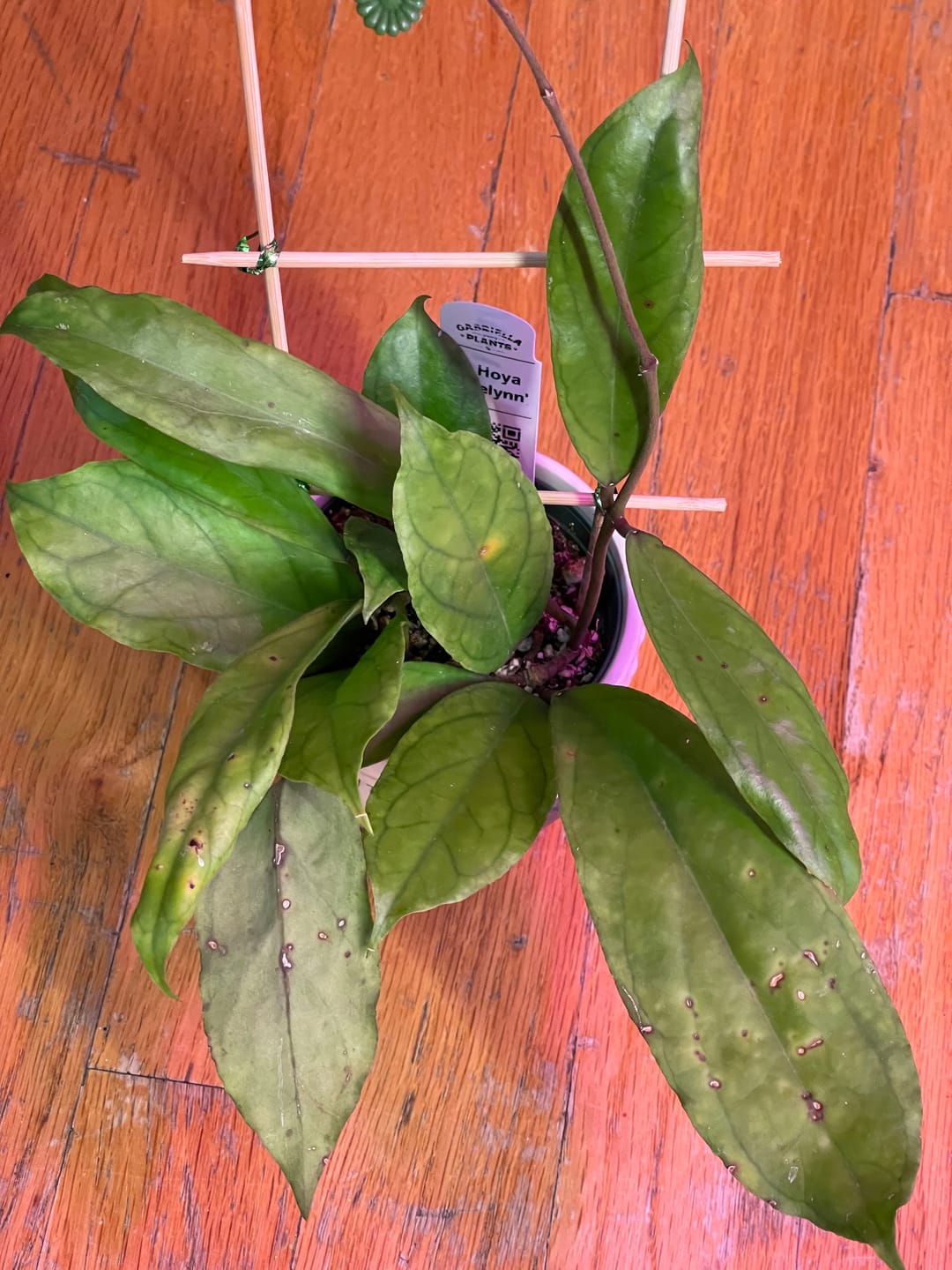Customer photo review of Hoya 'Breelynn'