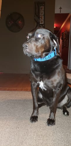Customer photo review of 1.5" Tacti Slim Dog Collar - Cobalt