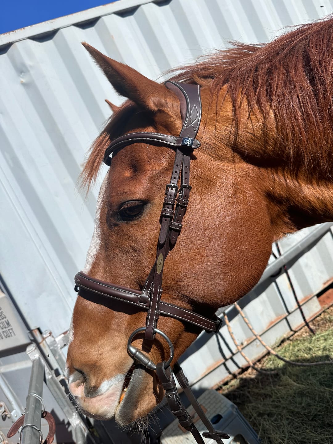 Customer photo review of PSOS Bridle Stockholm