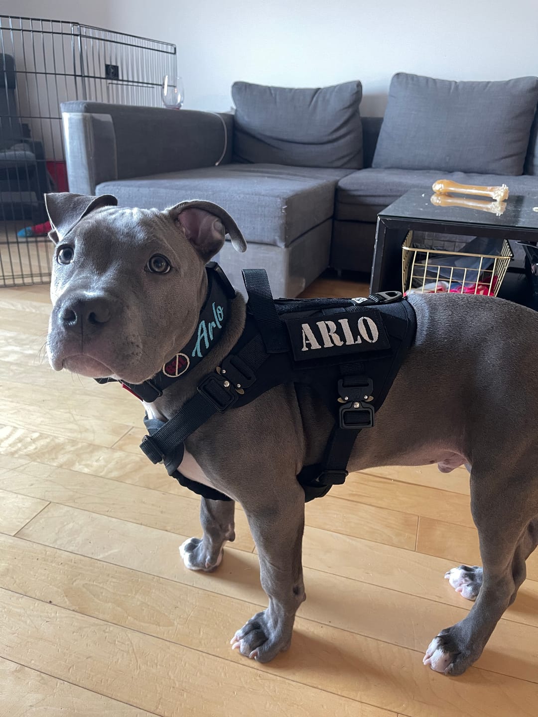 Customer photo review of HNTR 3.0 Dog Harness - Blackout