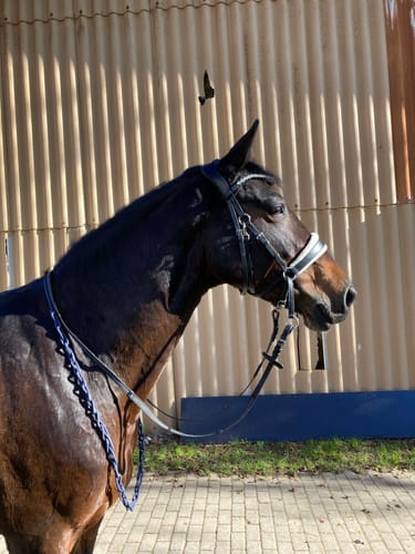 Customer photo review of CR Harmonybridle - gebisslose 3 in 1 Zäumung