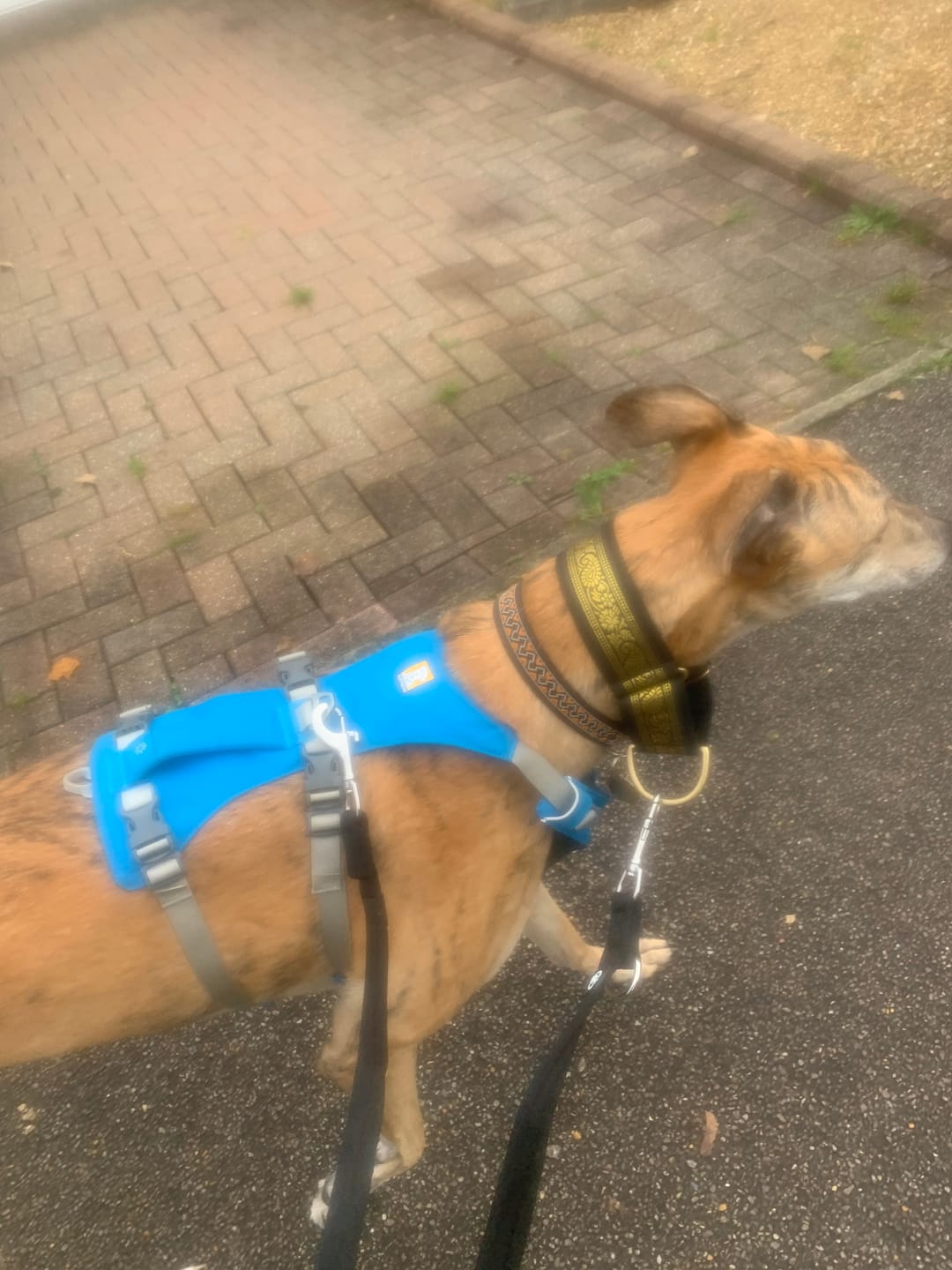 Customer photo review of Training Double Ended Dog Lead | 2m Length -  Black