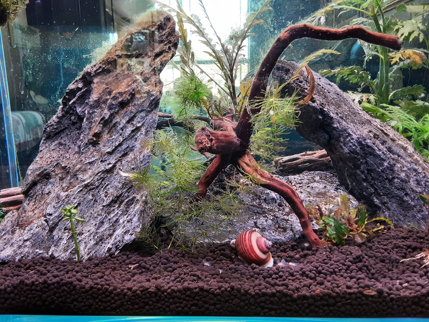 Customer photo review of Magenta Mystery Snail