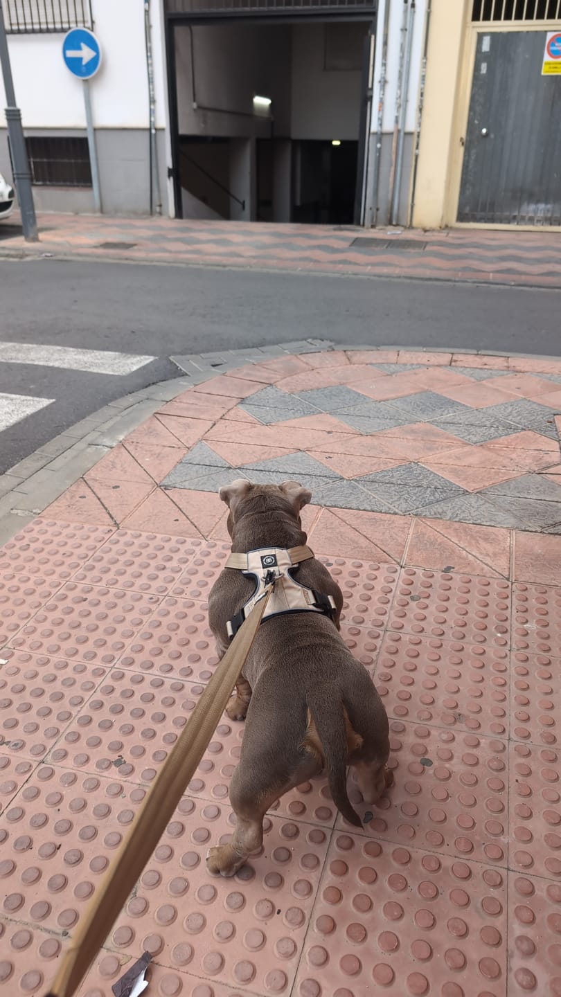 Customer photo review of Premium Comfort Harness | Non Restrictive & Adjustable - Light Military Tan