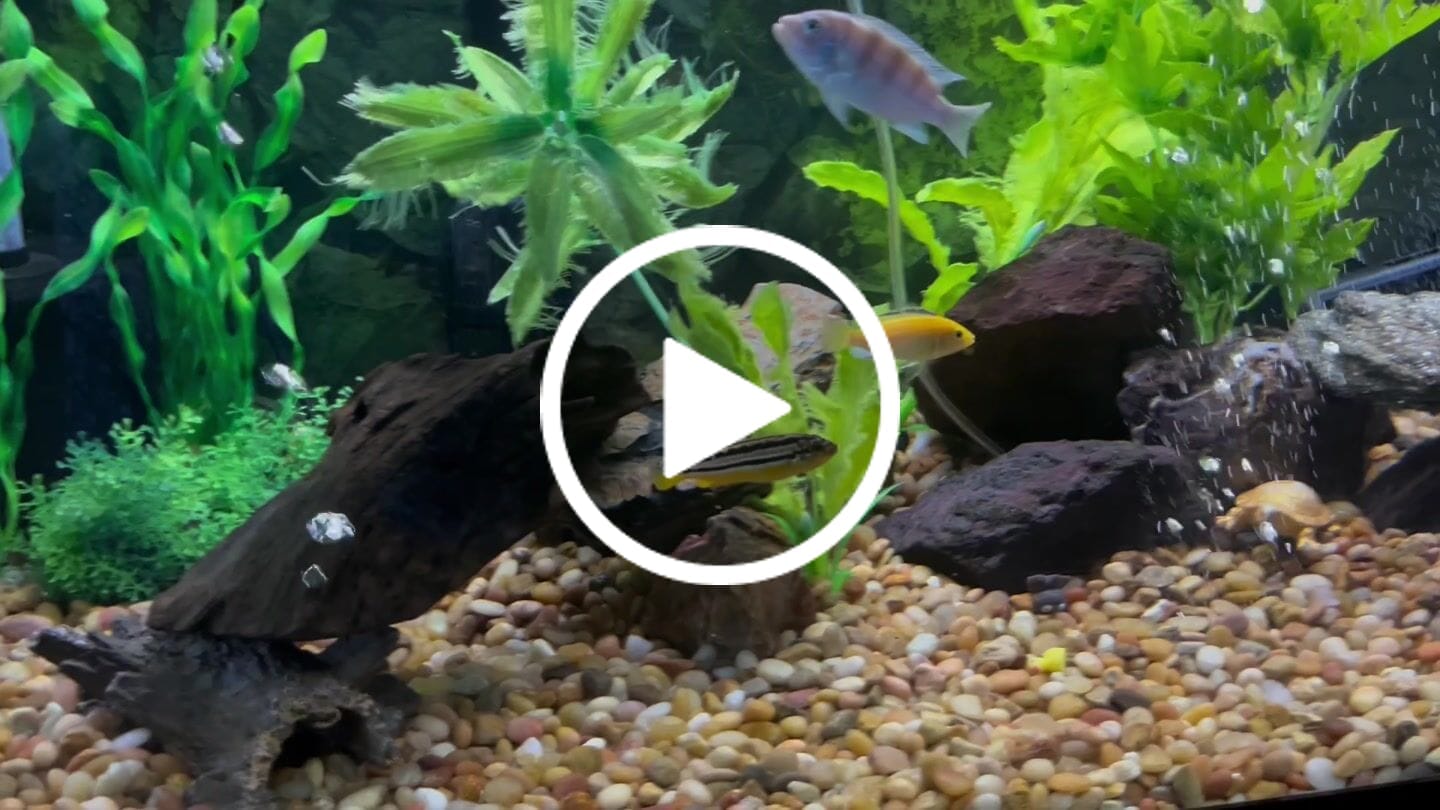 Customer video review of Xtreme PeeWee Cichlid Fish Food