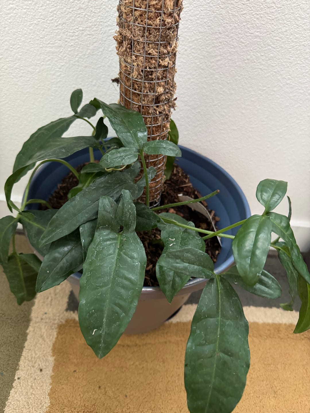 Customer photo review of Syngonium auritum