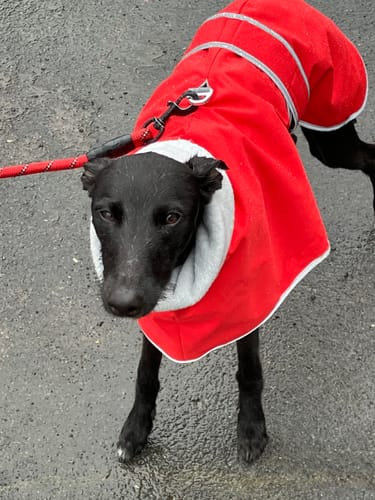 Customer photo review of Sighthound Coat with Harness Hole & Snood