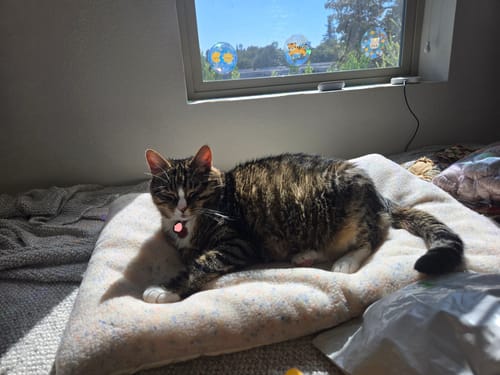 Customer photo review of Funfetti Pastry bed