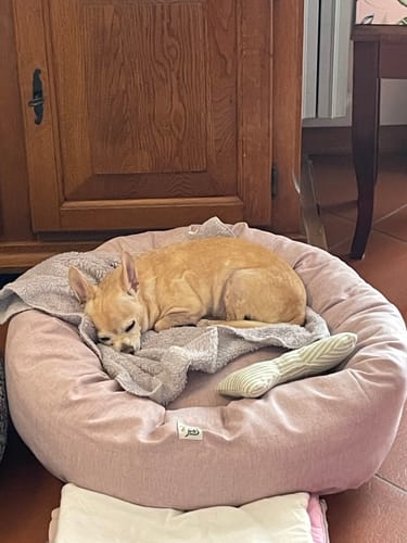 Customer photo review of Cover Tonda Cotone Siena