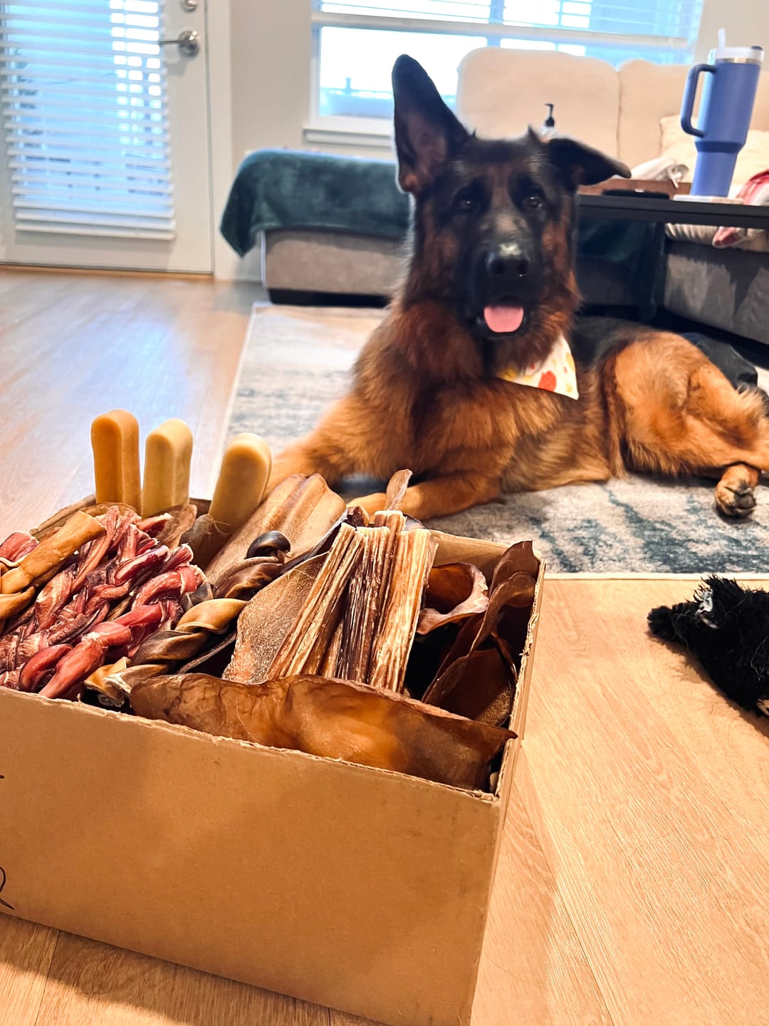 Customer photo review of Natural Cow Ear