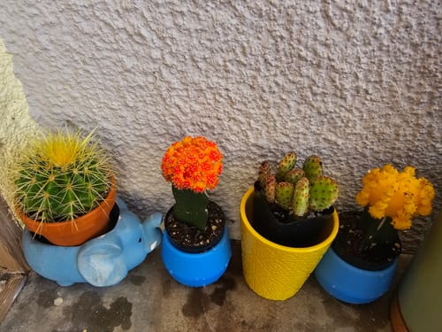 Customer photo review of Mini cinnamon cactus | Opuntia rufida minima