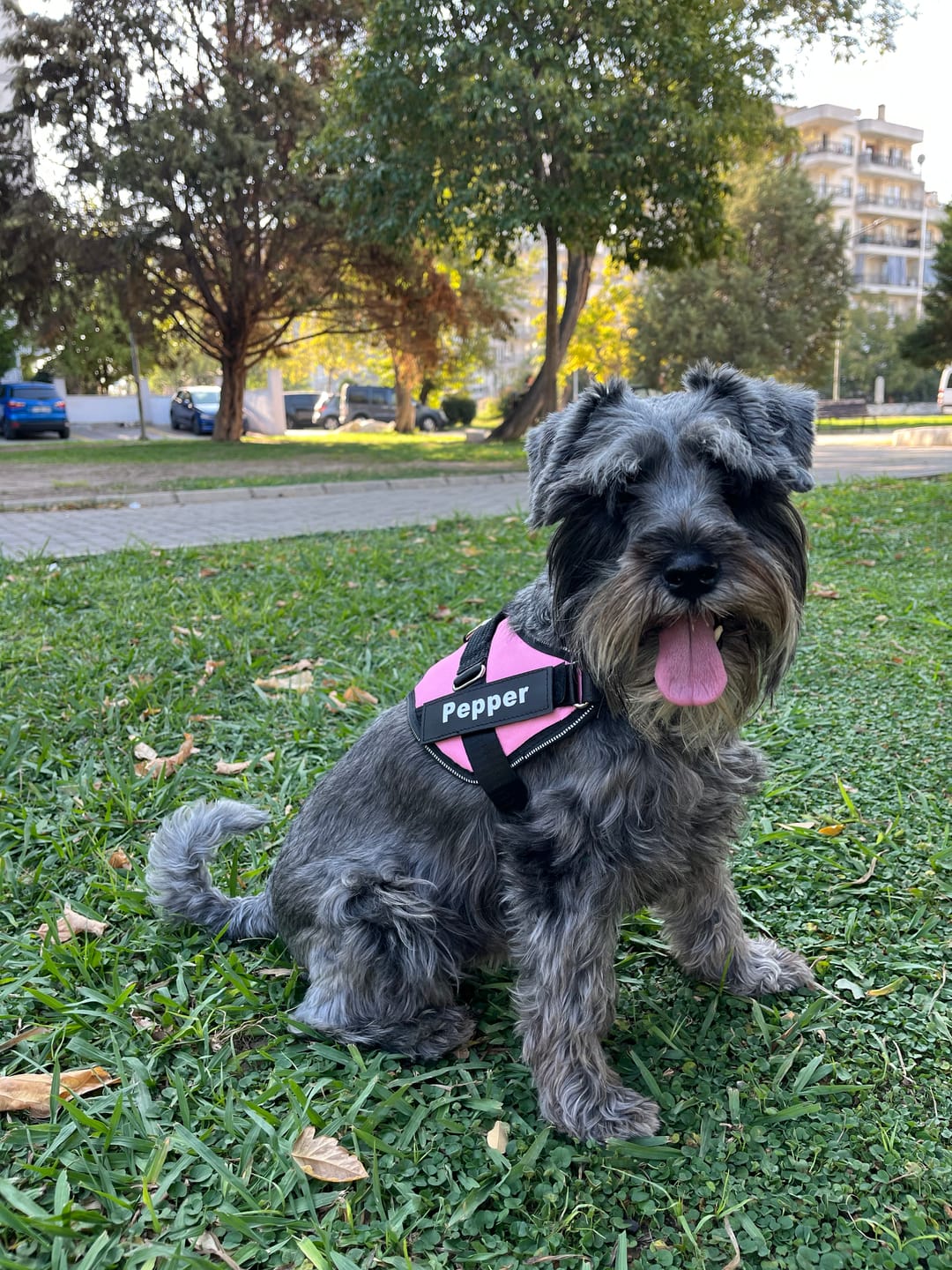 Customer photo review of MellowPurr Özelleştirilebilir No Pull Köpek Tasması