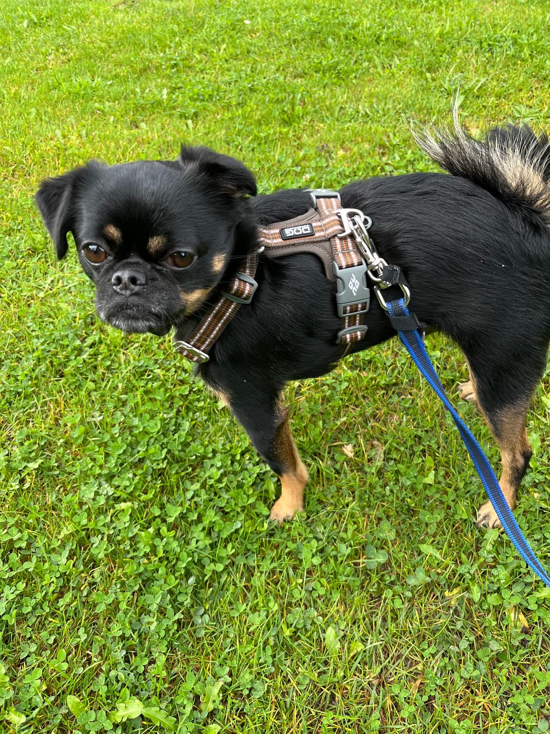 Customer photo review of Dog Copenhagen Walk Air™ hundesele Mocca
