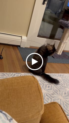 Customer video review of Interactive Bird Simulation Cat Toy Set