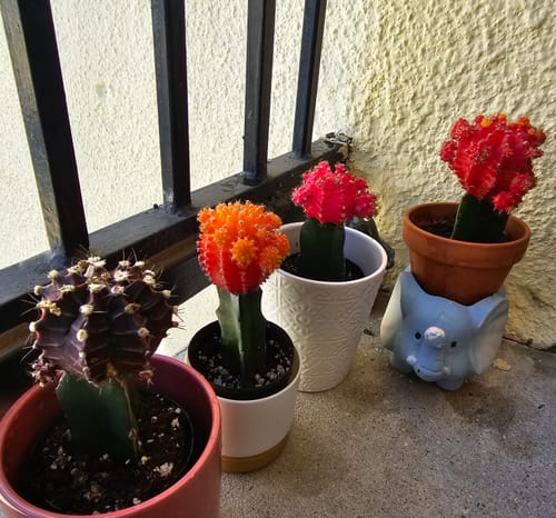 Customer photo review of Moon Cactus Orange | Gymnocalycium mihanovichii freidrichii