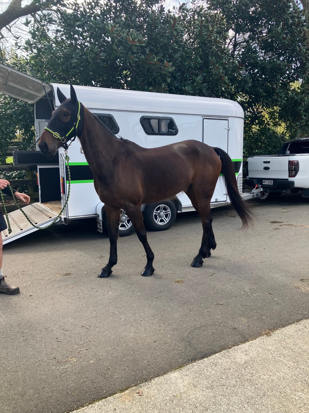 Customer photo review of Digestive RP - Sporthorse gut supplement