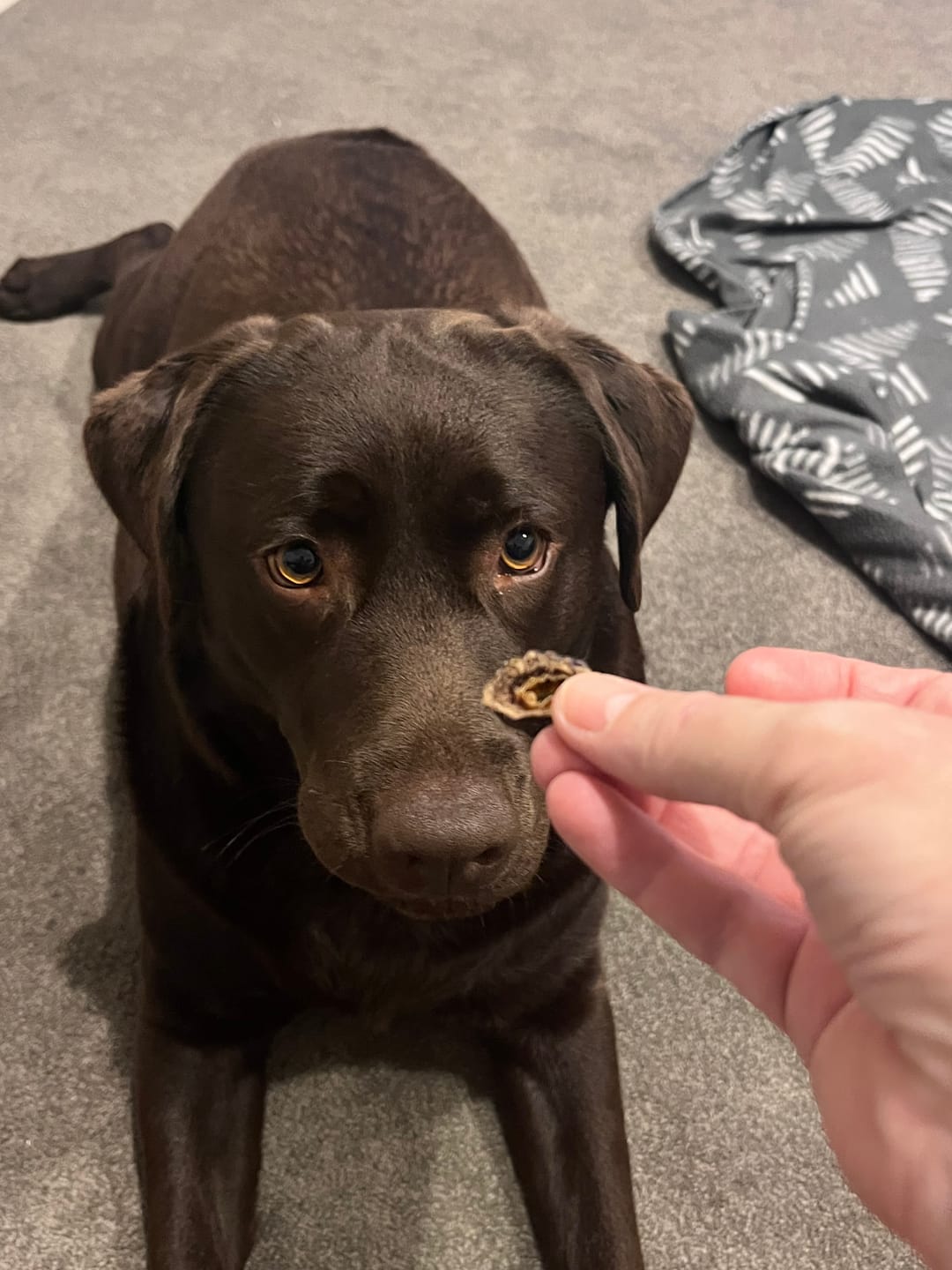 Customer photo review of Kangaroo Trainers (High value treats) - Large Dogs