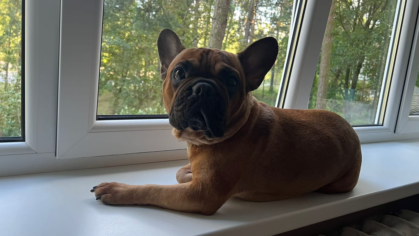 Customer photo review of VetDiet Echo (Oto) suņiem