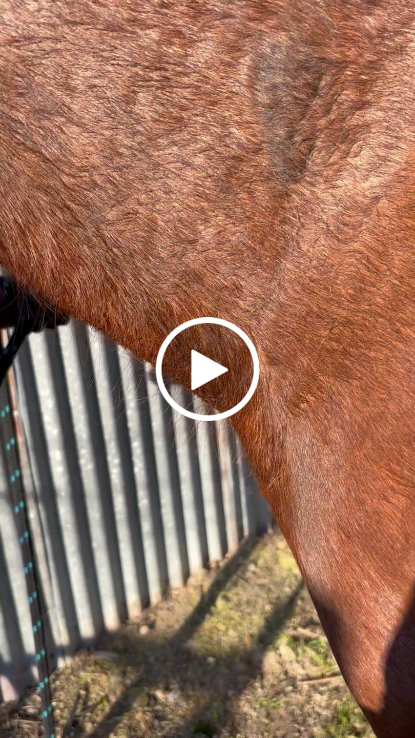 Customer video review of Tiger's Tongue Horse Groomer