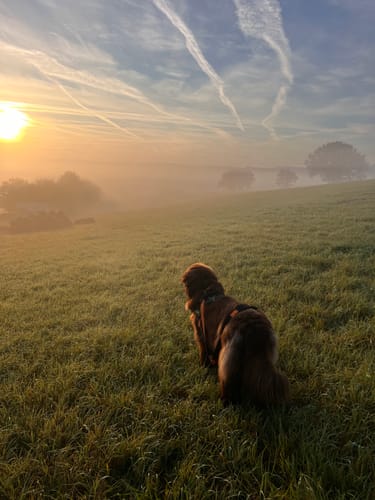 Kundenbewertung mit Foto zu BELISY Bachblüten Globuli für Hunde & Katzen - gegen Juckreiz - 10 g