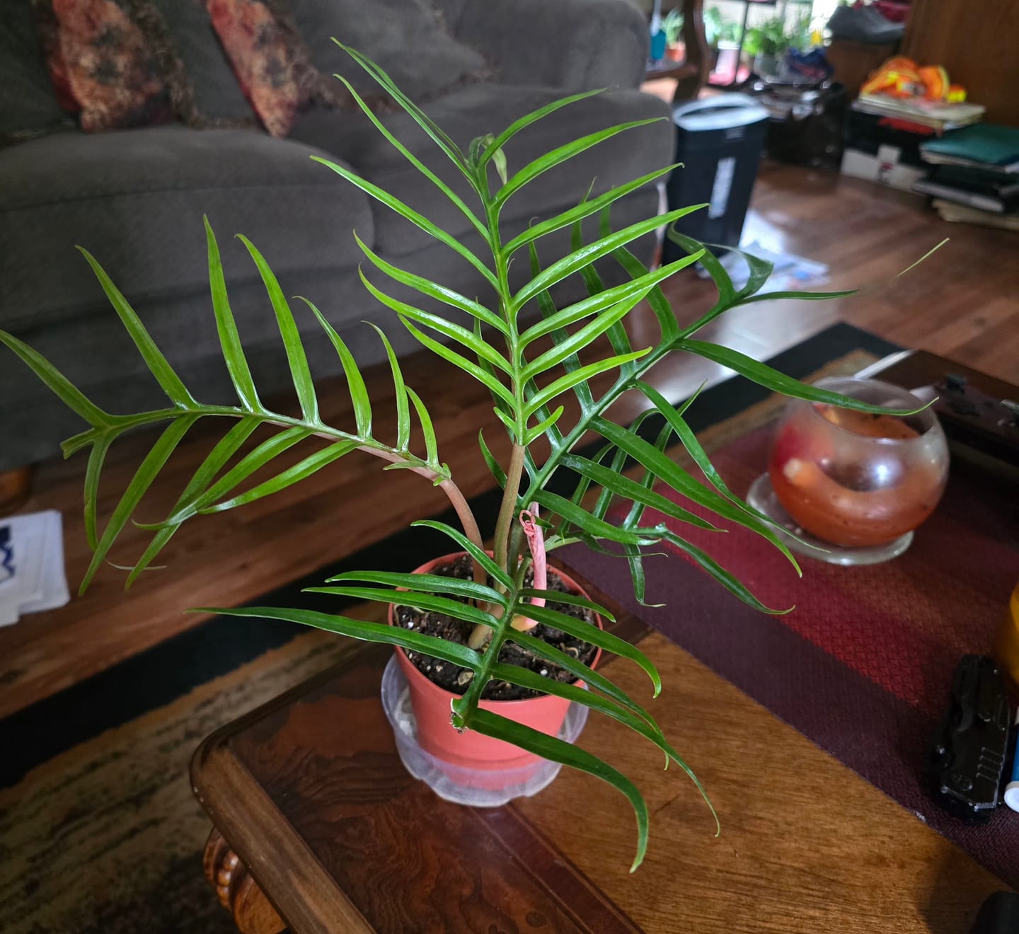 Customer photo review of Philodendron tortum