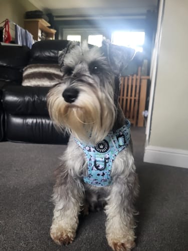 Customer photo review of Trail & Glow® Dog Harness - Panda-monium