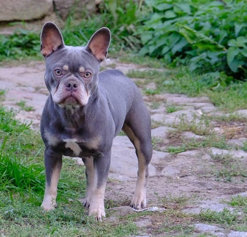 Customer photo review of Glammy Reitleggings