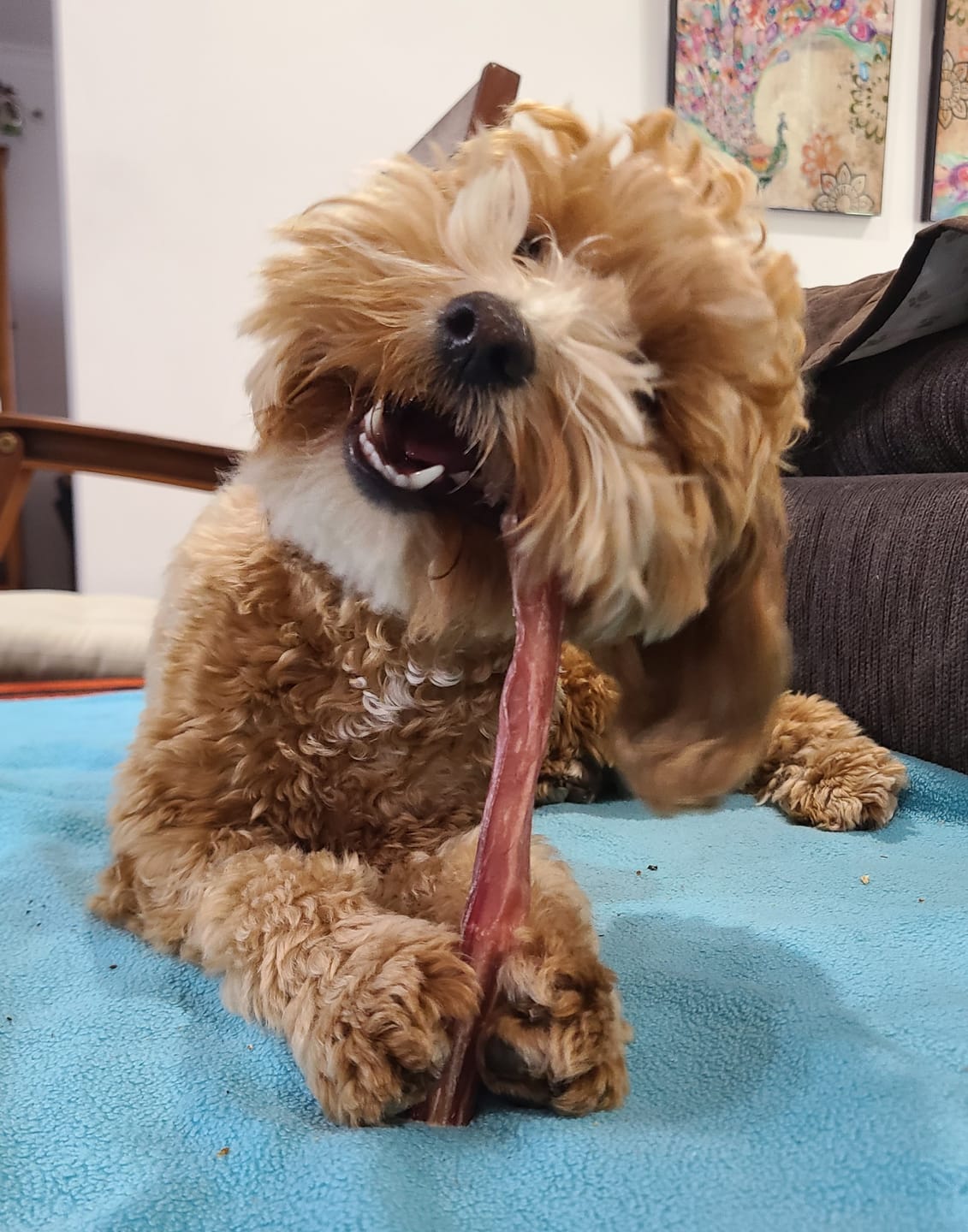 Customer photo review of Bully Sticks | Beef Pizzle