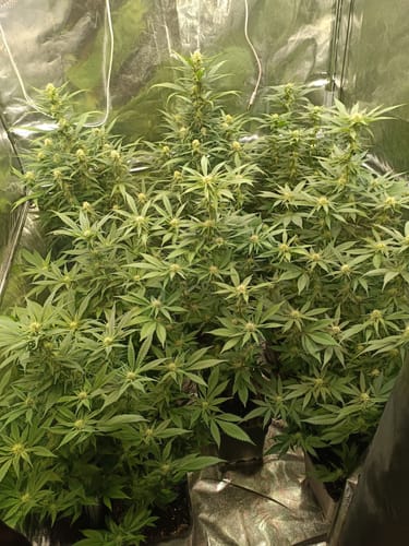 Customer photo review of Hanfsteckling | Ice Berg