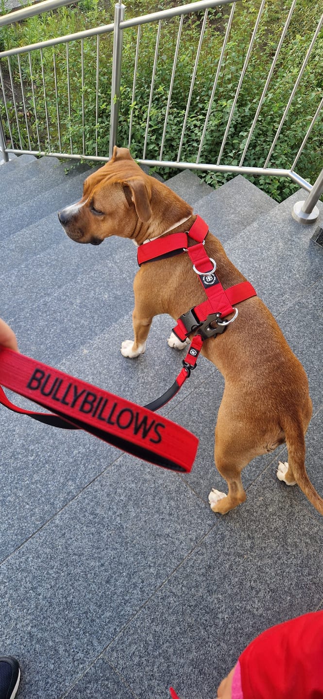 Customer photo review of TRI-Harness® | Anti-Pull, Adjustable & Durable - Dog Trainers Choice - Red v2.0
