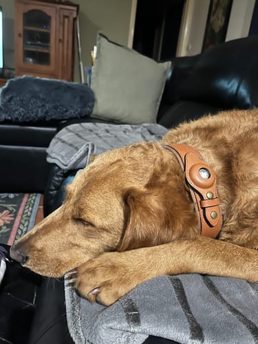 Customer photo review of Keepaws™ Leather AirTag Collar
