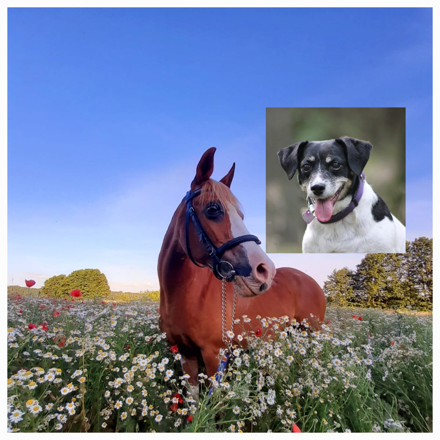 Customer photo review of Fotoarmband mit eigenem Foto