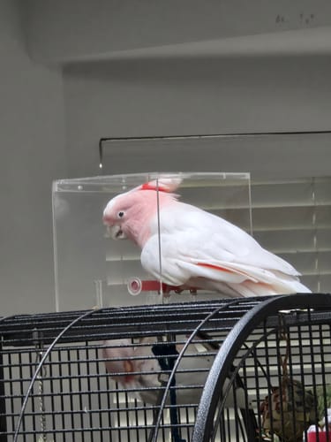 Customer photo review of Large Tweeky Clean Bird Seed Feeder