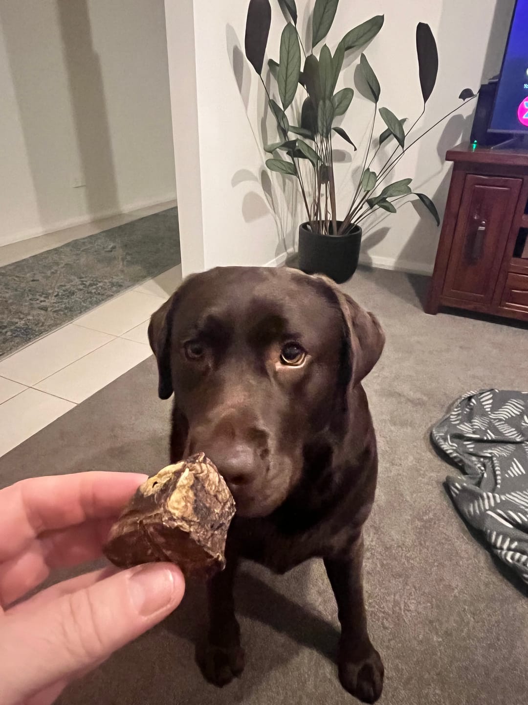 Customer photo review of Aussie Beef Puffs (High value treats)