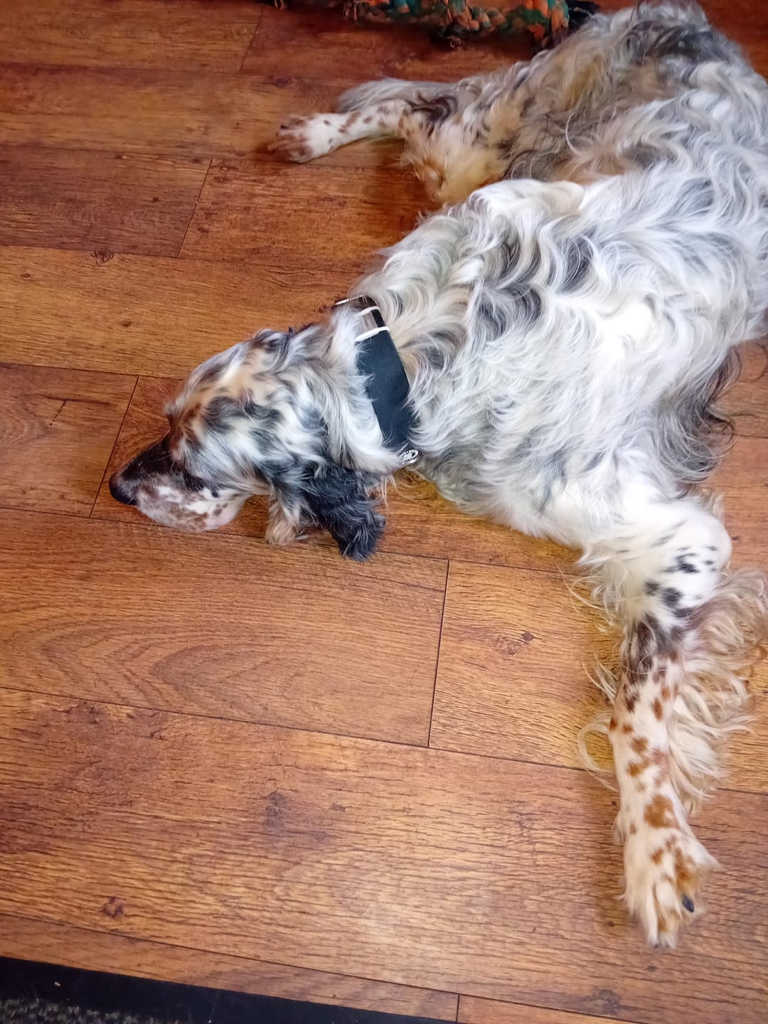 Customer photo review of 4cm Combat Billowthane® Collar | Waterproof & Anti-Rust - Platinum
